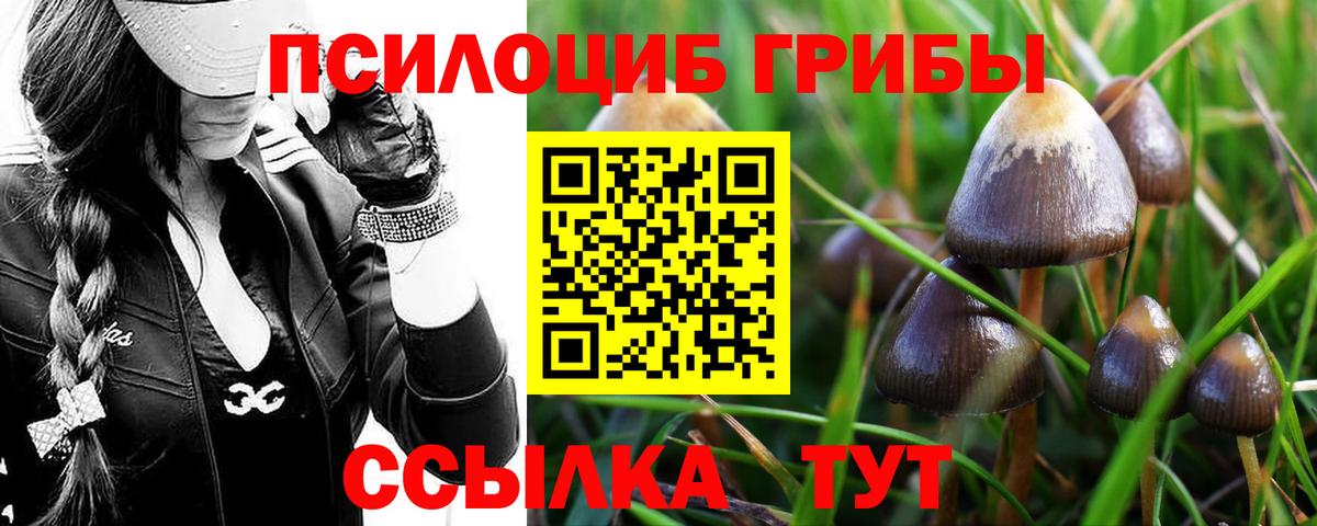 Майский  Псилоцибиновые грибы Psilocybe  магазин    Вход с VPN 